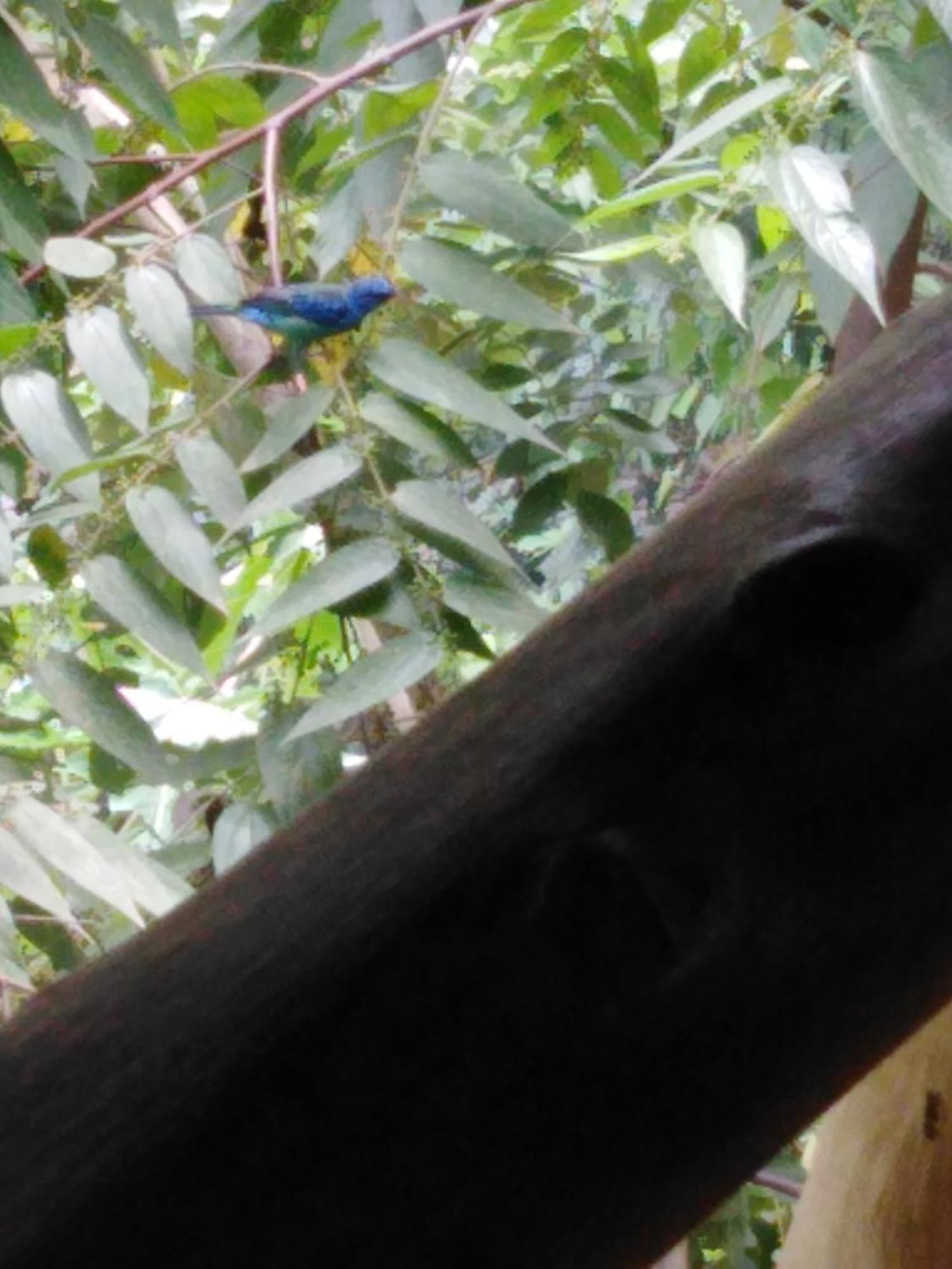 אל סאינו Sierra Tayrona Hostel מראה חיצוני תמונה